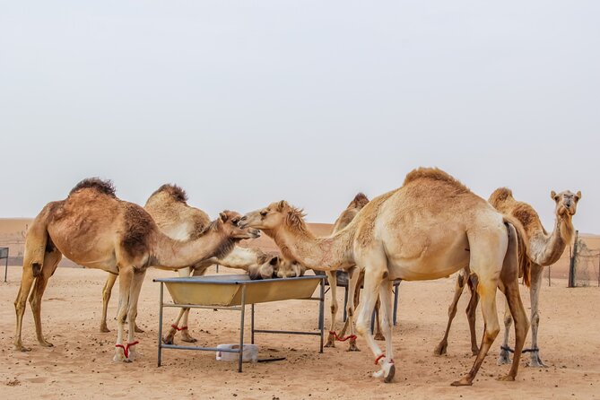 2-Days Dubai Combo City Tour With Dhow Cruise Dinner and Desert Safari - Health and Safety Information