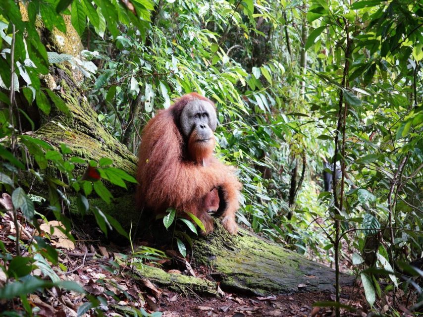 2 Days Expedition From Bukit Lawang: Connect With Nature - Flexible Post-Trek Exploration Options