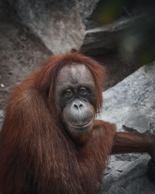 2 Days Expedition From Bukit Lawang: Connect With Nature - Inclusions for an Enriching Experience