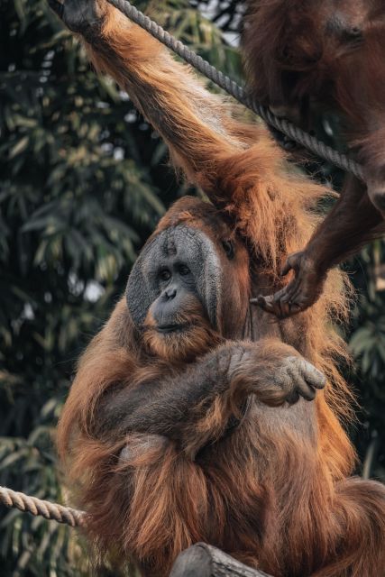 2 Days Expedition From Bukit Lawang: Connect With Nature - Meeting Point and Duration Details
