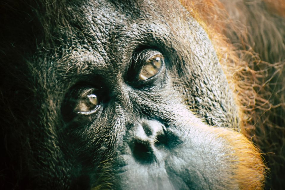 2 Days Expedition From Bukit Lawang: Connect With Nature - Frequently Asked Questions