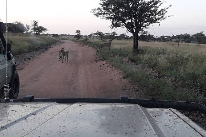 2 Days Group Joining Camping Safari Tarangire Park and Ngorongoro Crater - Traveler Reviews