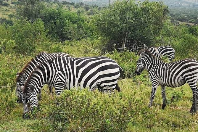 2 Days - Mikumi Safari Depart From Zanzibar or Dar Es Salaam - Good To Know