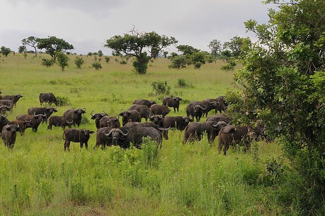 2 Days - Mikumi Safari Depart From Zanzibar or Dar Es Salaam - Departure and Pickup Logistics