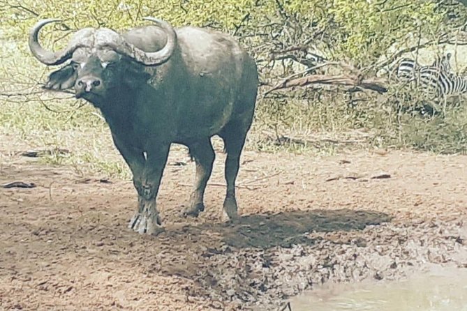 2 Days - Mikumi Safari Depart From Zanzibar or Dar Es Salaam - Accessibility and Participation Details