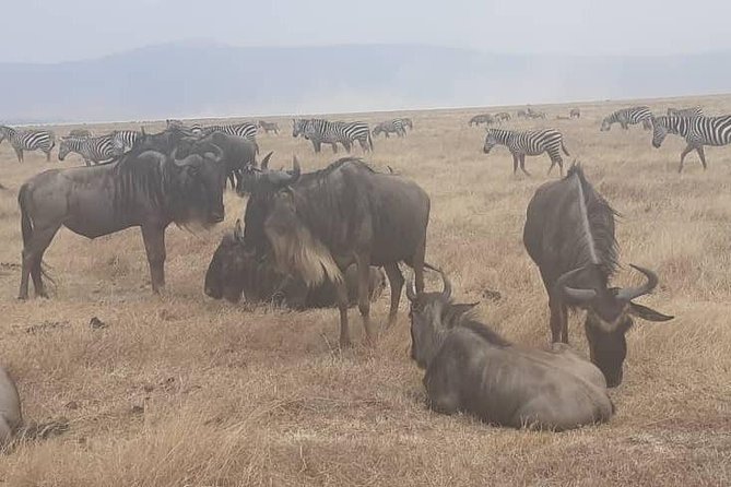 2 Days - Mikumi Safari Depart From Zanzibar or Dar Es Salaam - Booking and Cancellation Policies