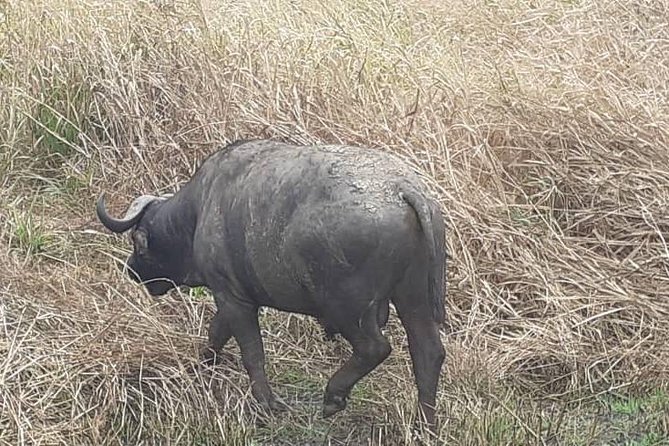 2 Days - Mikumi Safari Depart From Zanzibar or Dar Es Salaam - Wildlife Sightings and Photo Opportunities