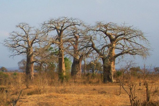 2 Days - Mikumi Safari Depart From Zanzibar or Dar Es Salaam - Reasons to Choose the Safari