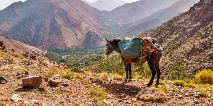 2-Days Mount Toubkal Trek From and Back to Marrakech City - Frequently Asked Questions