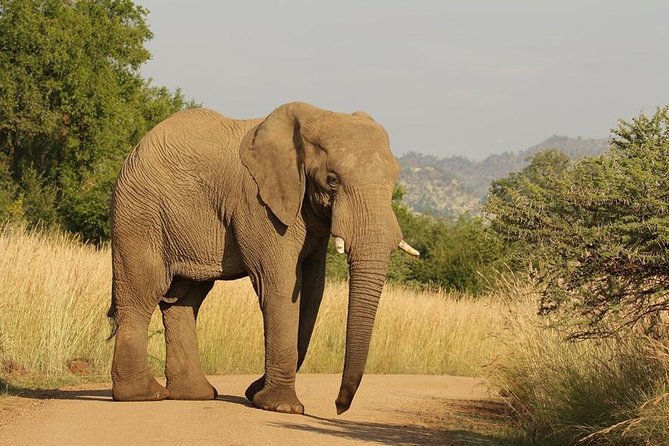 2-Days Pilanesberg Best Chance to View Big 5 With Private Extended Safari - Accessibility Features