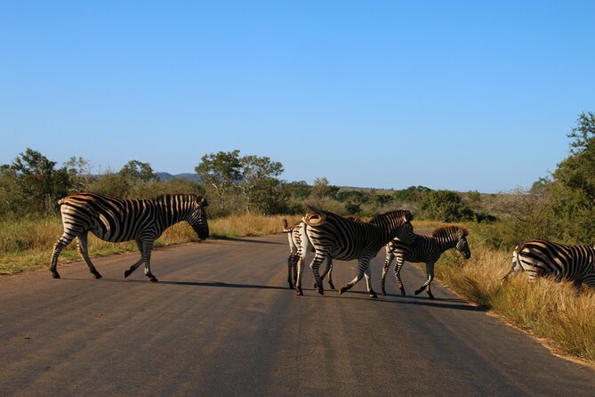 2 Days Pilanesberg National Park Luxury Safari - Daily Game Drive Itinerary