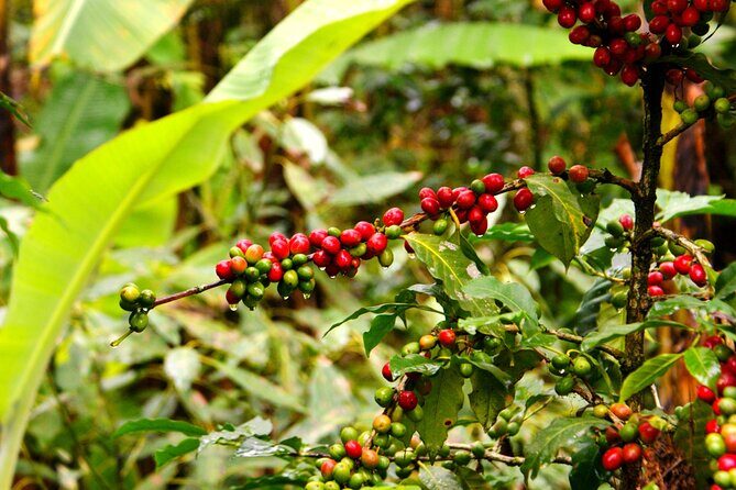 2 Days Private Food Tour in Coscomatepec Mexico - Key Points  