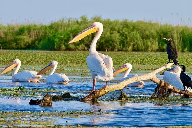 2 Days Private Tour from Bucharest to Black See and Danube Delta - Exploring the 2-Day Private Tour from Bucharest