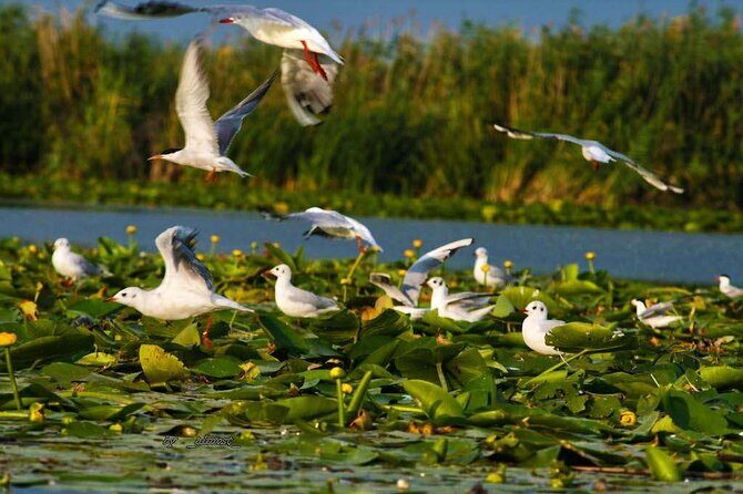 2 Days Private Tour from Bucharest to Black See and Danube Delta - What Makes This Tour Stand Out?