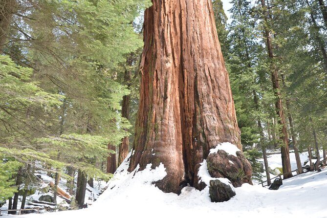 2 Days Private Tour to Sequoia and Kings Canyon Parks from LA - FAQ