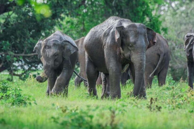 2 days Sri Lanka: All-inclusive tour to Ella and Yala with 4-star hotel - Key Points