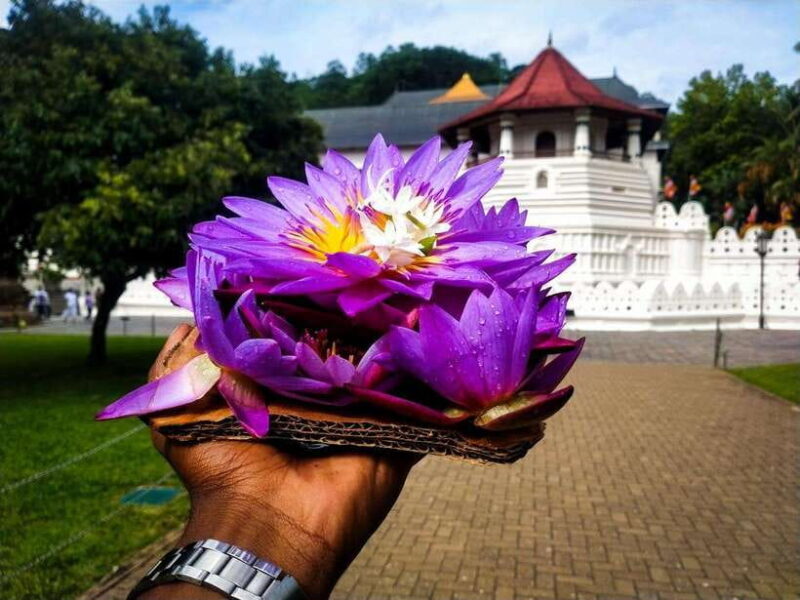 2 days Sri Lanka: All-inclusive tour to Ella and Yala with 4-star hotel - Final Thoughts: Is This Tour Right for You?