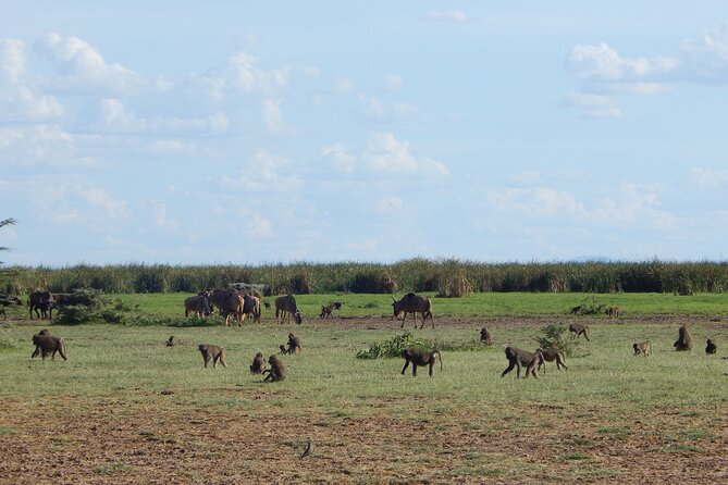 2 Days Tarangire and Ngorongoro Crater Tour - Meeting and Pickup Details