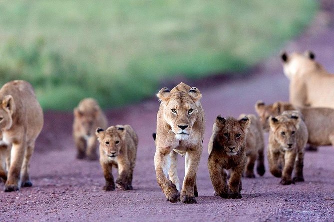 2 Days Tarangire & Ngorongoro Budget Safari Tour Tanzania - Ngorongoro Crater Experience