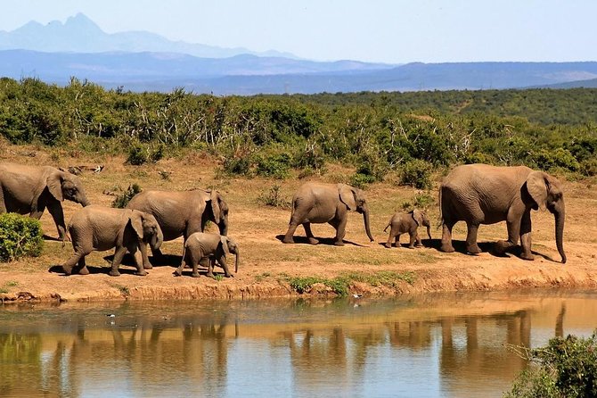 2 Days Tarangire & Ngorongoro Crater Safari Tour Tanzania - Experience Languages