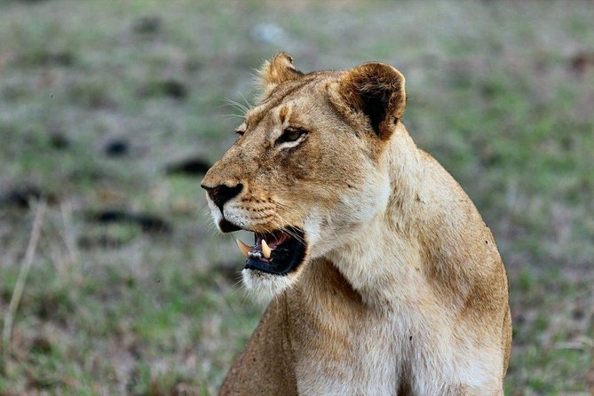 2 Days Tarangire & Ngorongoro Crater Safari Tour Tanzania - Cancellation Policy
