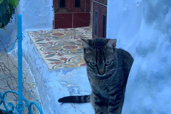 2 Days Tours From FEZ to FEZ via Chefchaouen, Meknès , Volubilis - Discovering Meknès