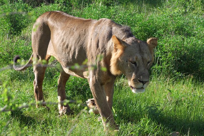 2 Days Tsavo East and Ngutuni Sanctuary Starting From Mombasa. - What to Expect
