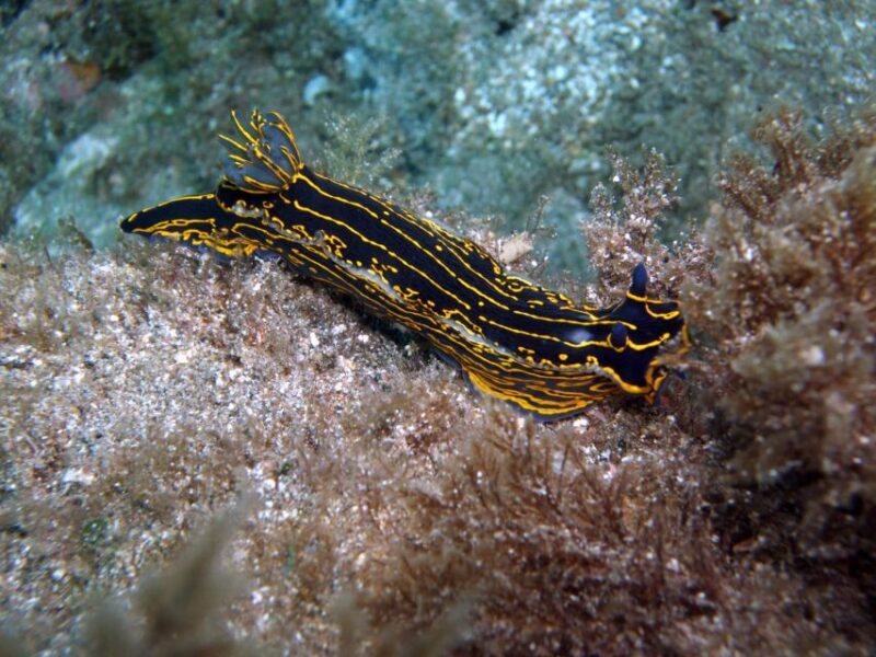 2-Dive Guided Scuba Diving For Qualified Divers - Itinerary