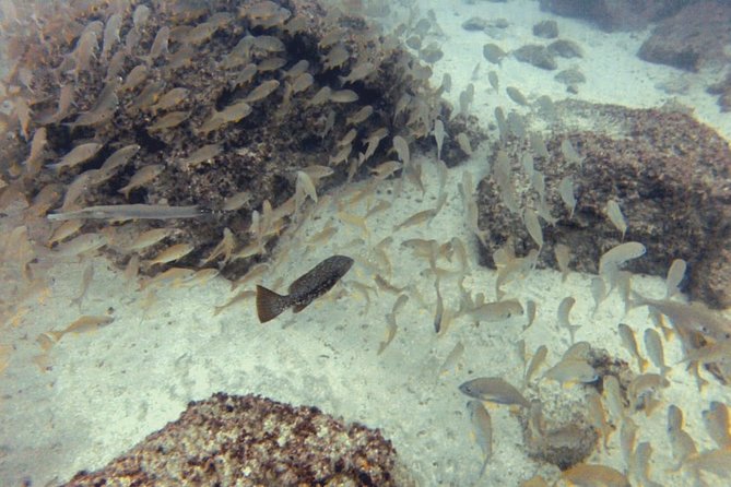 2 Dive Package for PADI Qualified Divers in Gran Canaria - Equipment Upgrade Option