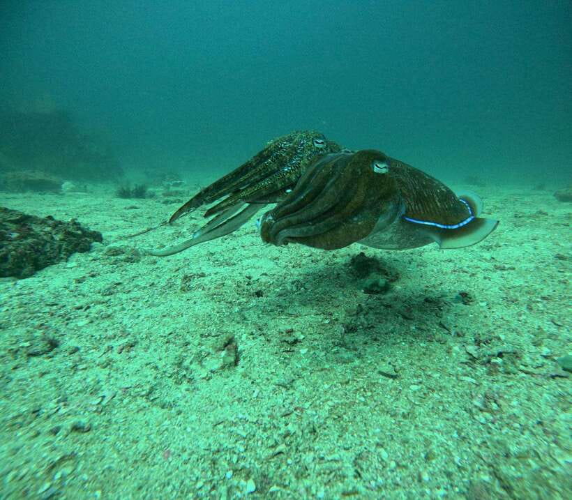 2 Dives at Stunning Beach Coral Reef in the Heart of Phuket - Frequently Asked Questions