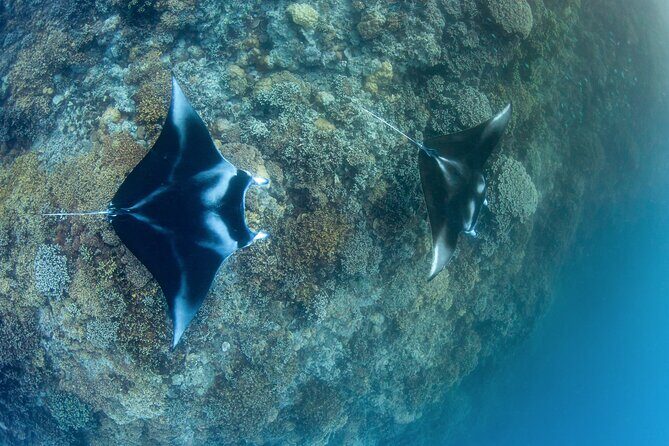 2 Dives in the morning for certified divers in Bora Bora - Key Points