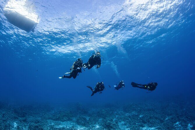 2 Dives in the morning for certified divers in Bora Bora - The Marine Life and Sights