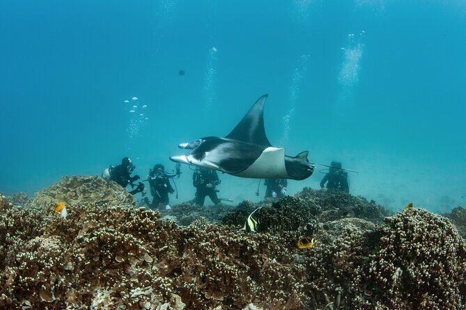 2 Dives in the morning for certified divers in Bora Bora - The Convenience and Overall Value