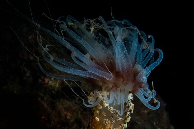 2 Dives Trip - Included Amenities