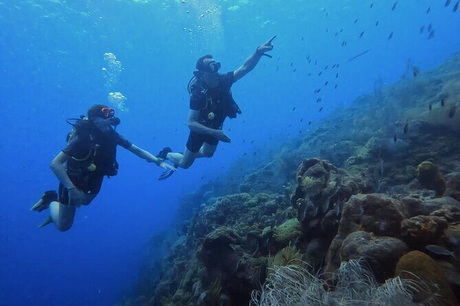 2 guided shore dives in Curacao - The Setting: Starting at Tugboat Beach