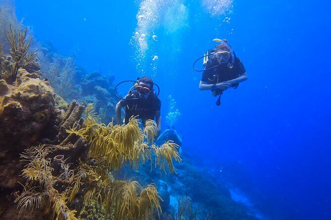 2 guided shore dives in Curacao - Authentic Experiences and Honest Reviews