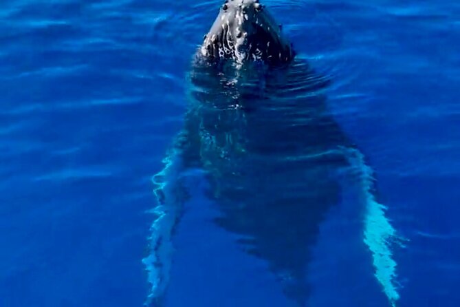 2 Hour Afternoon Lahaina Whale Watch - What to Expect on Your Tour