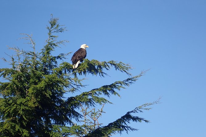 2 Hour Alaska Rainforest Walk and Totem Park Small Group Tour - Accessibility Information