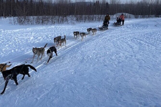 2-Hour Basic Dog Mushing School (with Transportation) - Key Points