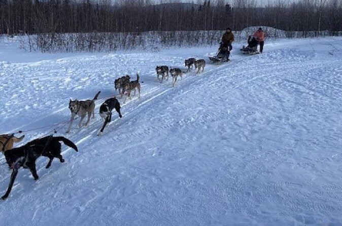 2-Hour Basic Dog Mushing School (with Transportation) - Authenticity and Guides: Why It Matters