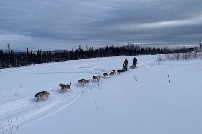 2-Hour Basic Dog Mushing School (with Transportation) - Final Thoughts: Is This Tour Worth It?