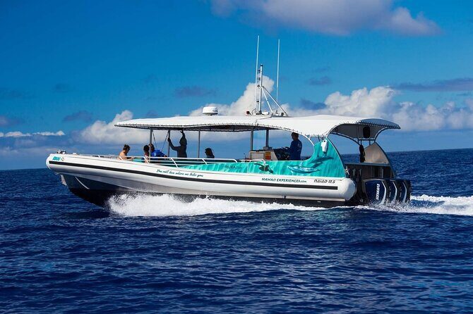 2 Hour Big Island Dolphin Watching and Sea Turtle Snorkel Tour - An In-Depth Look at the Big Island Dolphin & Sea Turtle Tour