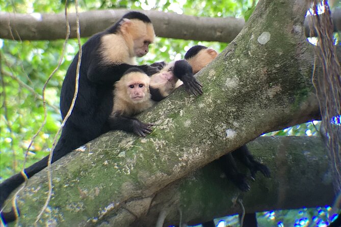 2-Hour Boat Tour in Quepos - Inclusions