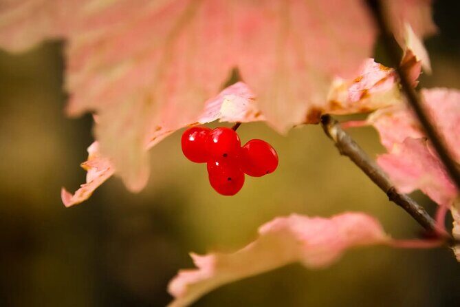 2 Hour Chichagof Island Guided Driving Tour - Deep Dive into the Tour Experience
