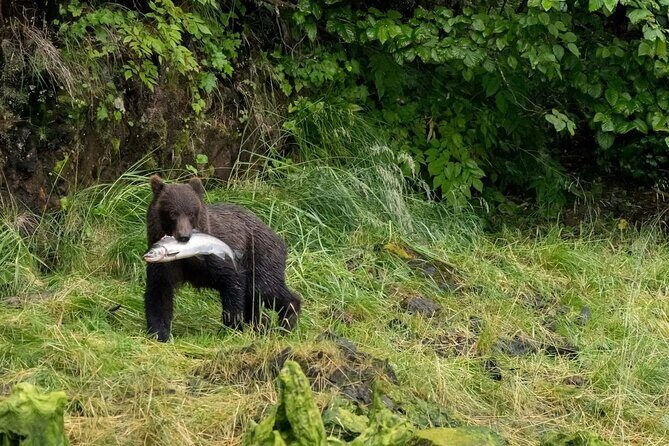 2 Hour Chichagof Island Guided Driving Tour - Authentic Perspectives from Reviewers