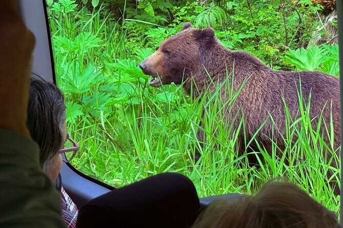 2 Hour Chichagof Island Guided Driving Tour - The Bottom Line: Who Should Consider This Tour?