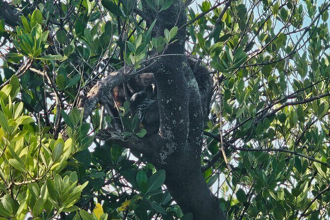 2-Hour Clear Kayak Rentals in St Pete, FL - Clam Bayou - FAQ