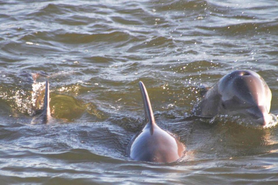 2-Hour Dolphin and Nature Eco Tour From Orange Beach - Inclusions and Highlights