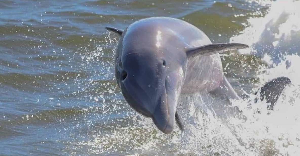 2-Hour Dolphin and Nature Eco Tour From Orange Beach - Family-Friendly Tour Experience