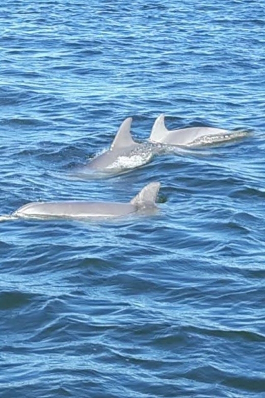 2-Hour Dolphin and Nature Eco Tour From Orange Beach - Navigating Shallow Waters